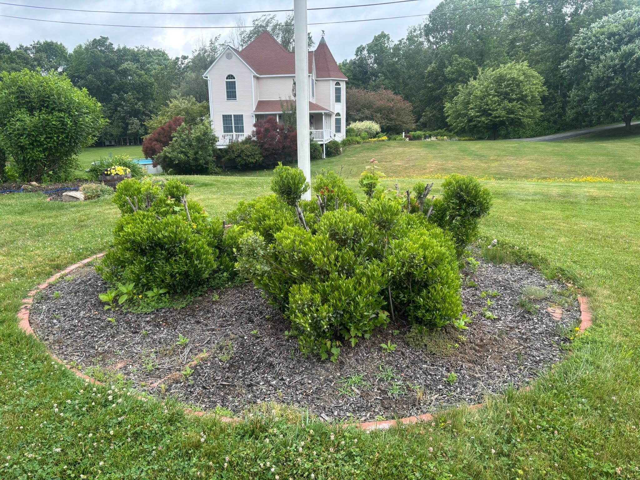 Property edge overgrown with shrubs and buried stumps